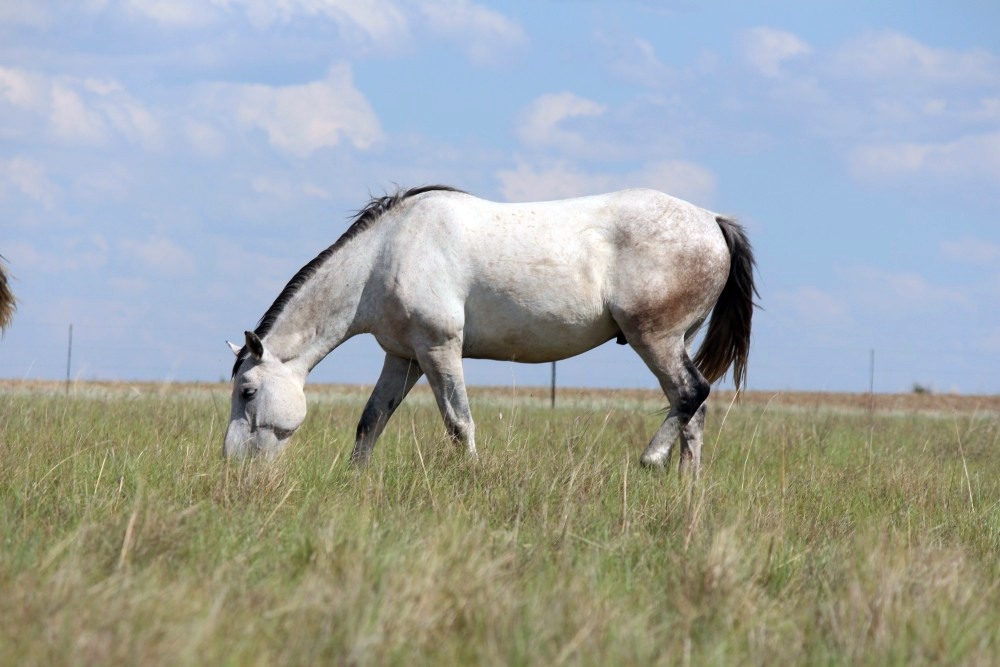 Pure bred percheron sport horses024.jpg